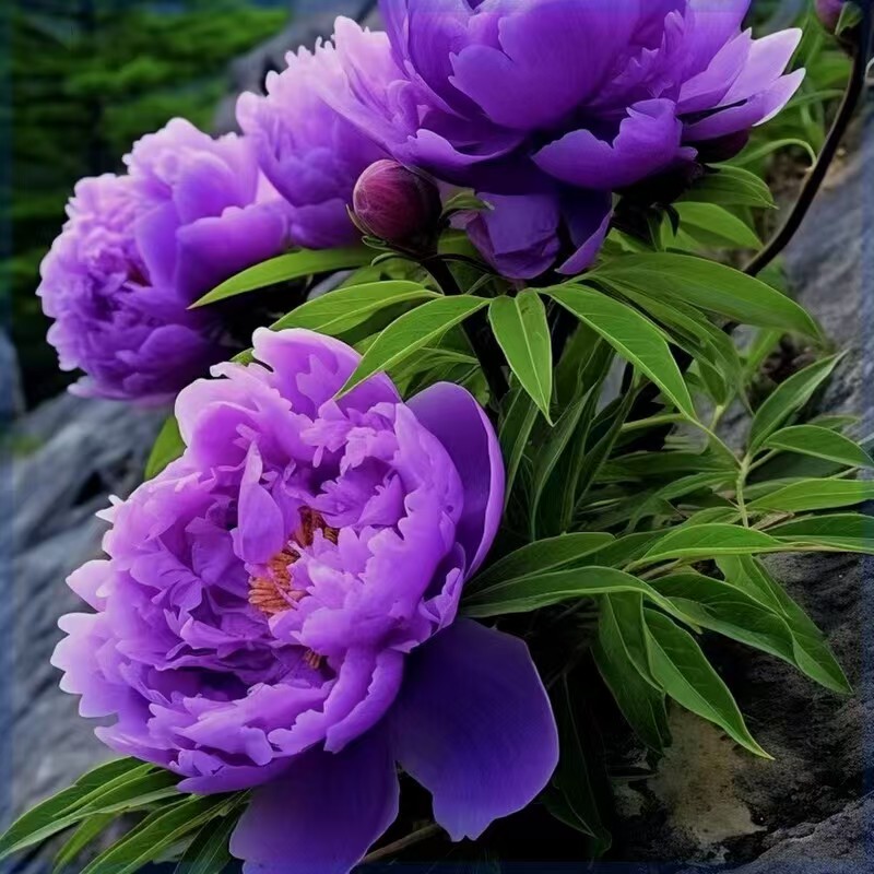 正版缠枝牡丹花根隔年老根重瓣耐热抗冻易活宿根藤蔓花根俄罗斯