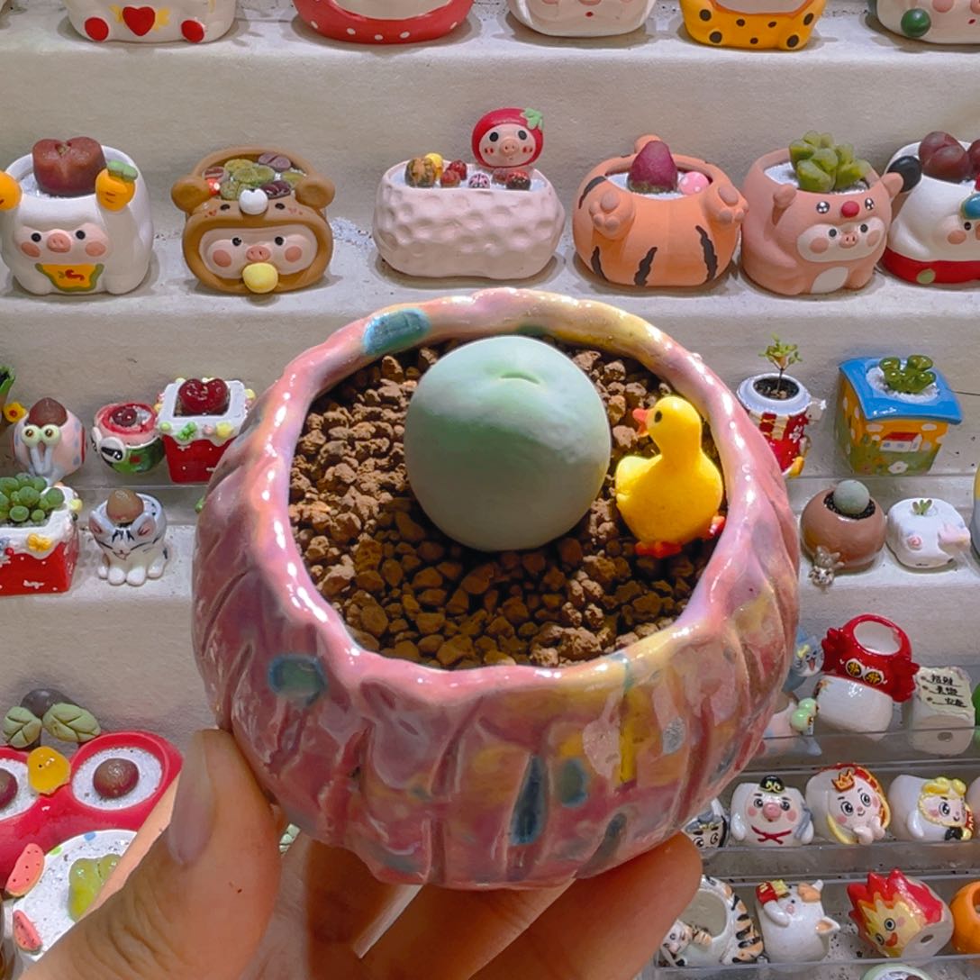 018鸽子蛋2.4厘米带盆土一套48