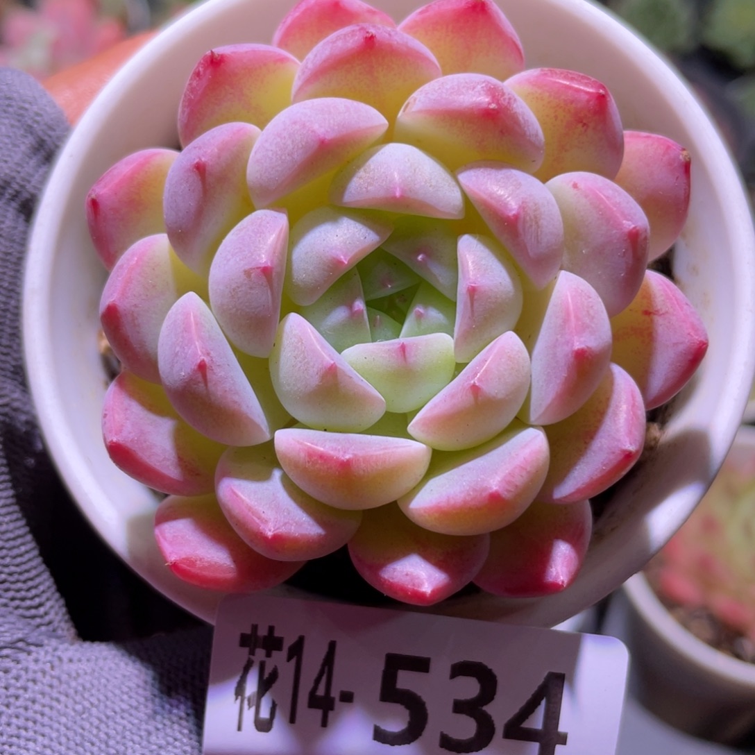 花利美14-534新品