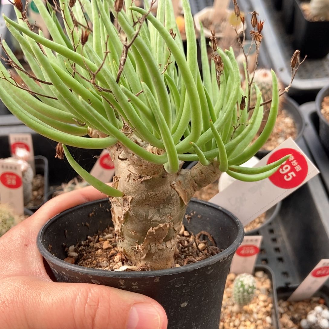 老桩万物想一棵仙人球
