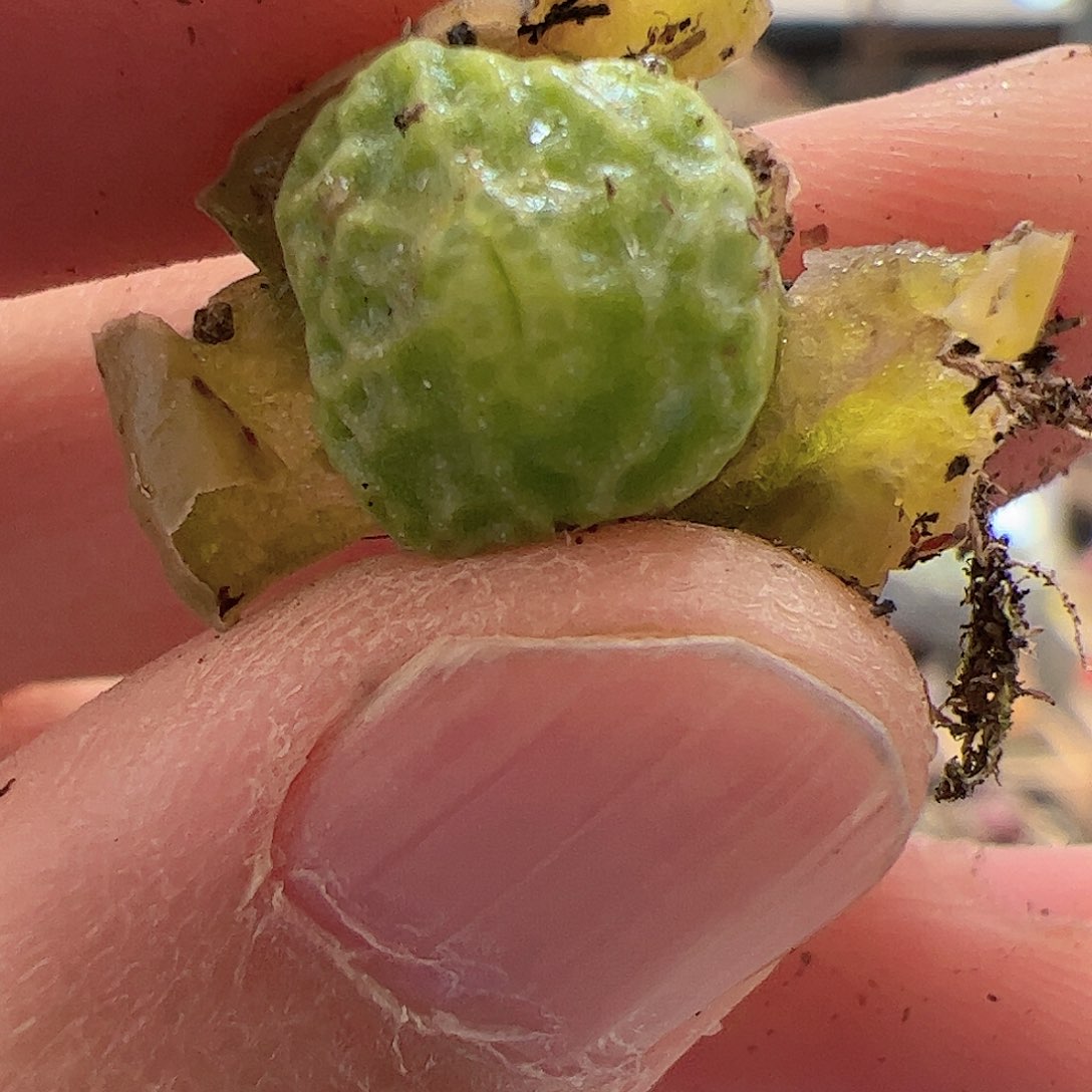 【闪购商品】271 超烧pvb9479