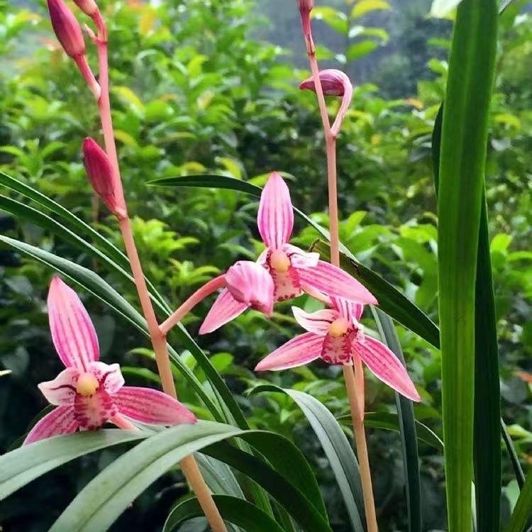 建兰 市长红 浓香型 带花苞 绿植盆栽 室内 好养 花卉