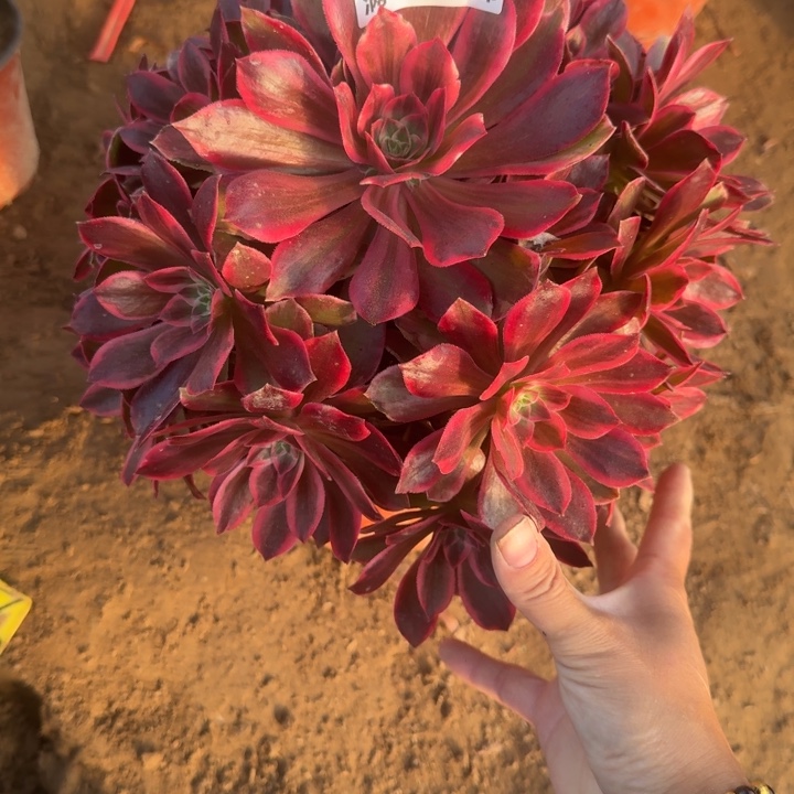 2639二号棚浣纱多肉A