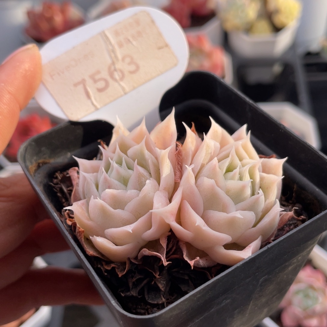 蓝丝绒7563-5.5厘米