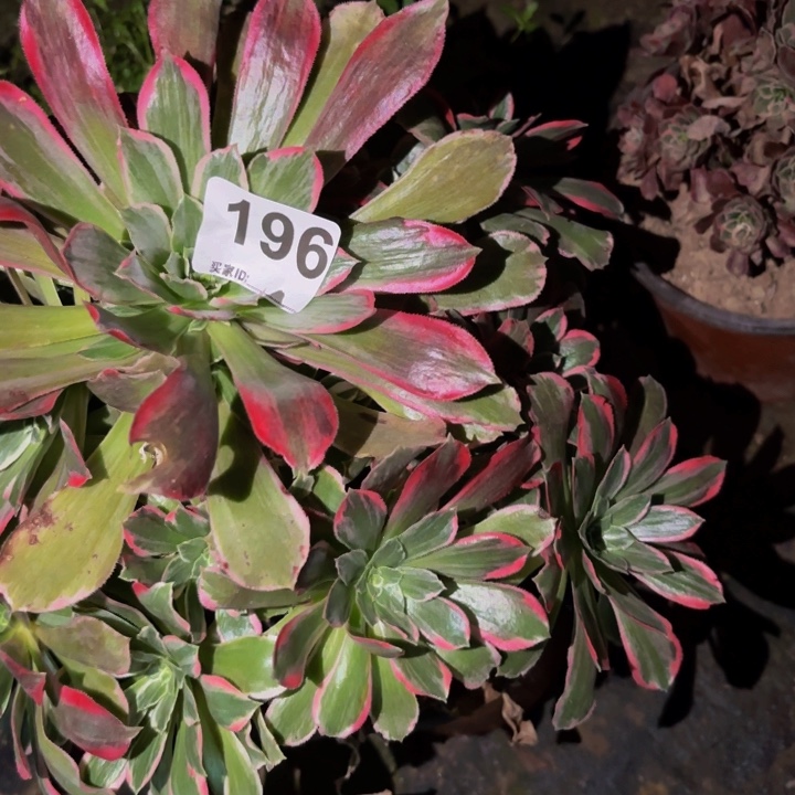 196多肉植物不售后