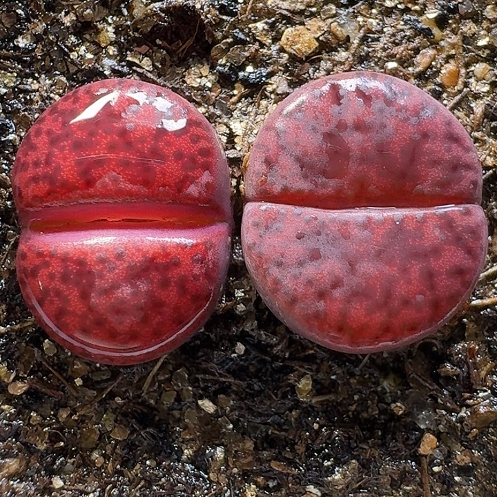 生石花111111。   1.5左右。    537