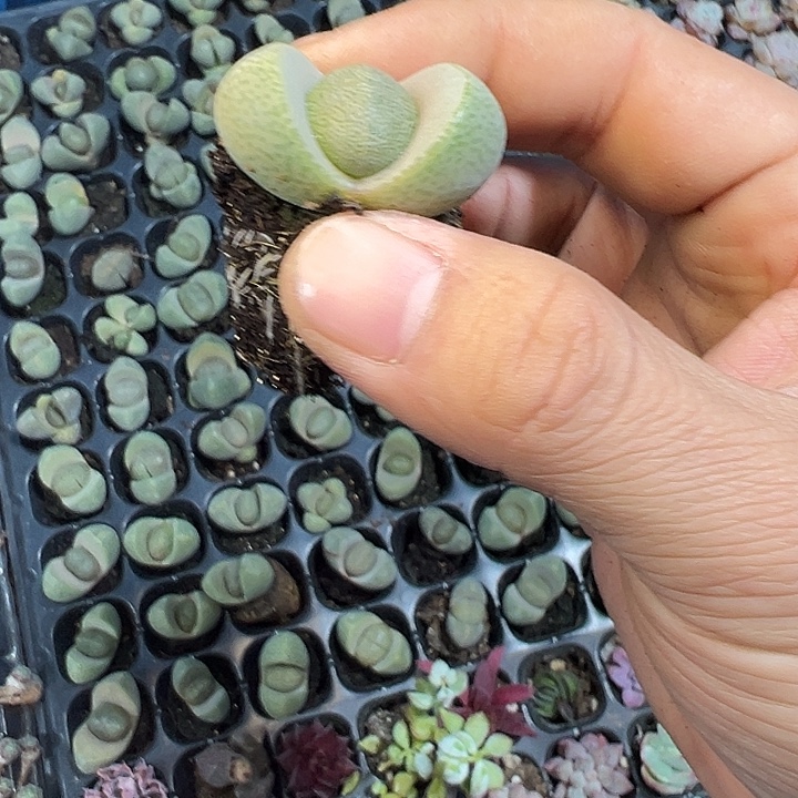 绿元宝 满10颗包邮