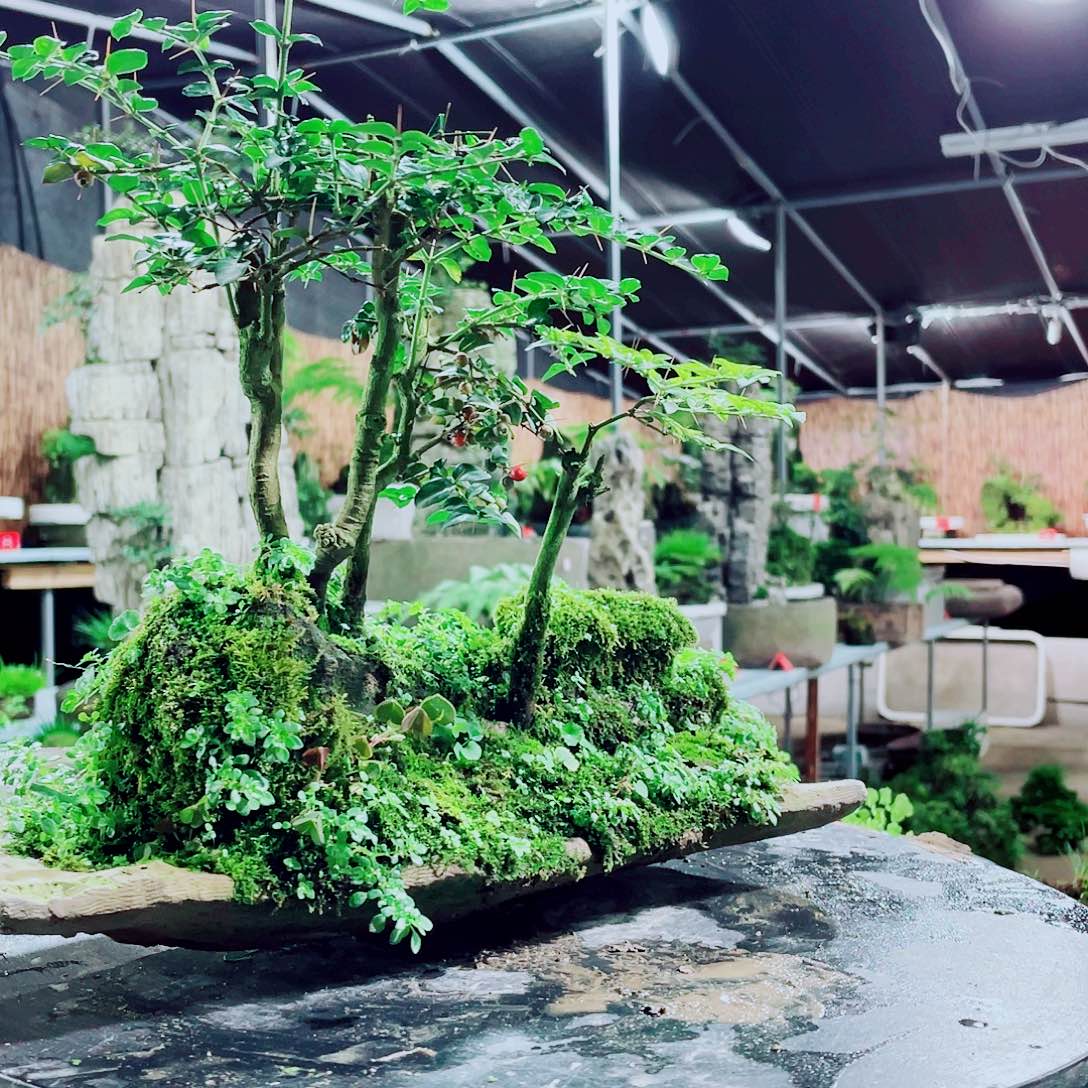 钢***侠无花朵好想和她谈心聊真心