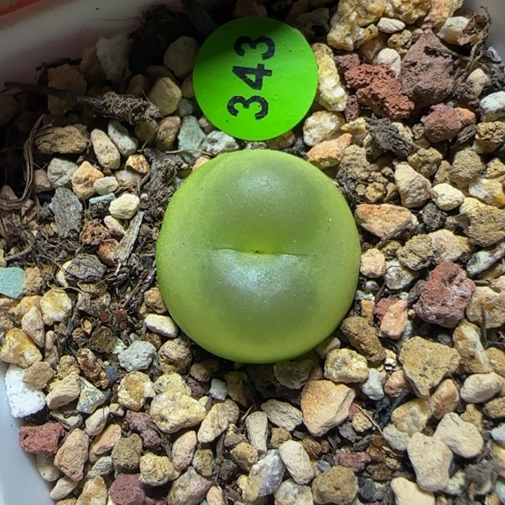 拉登1.6+多肉植物343