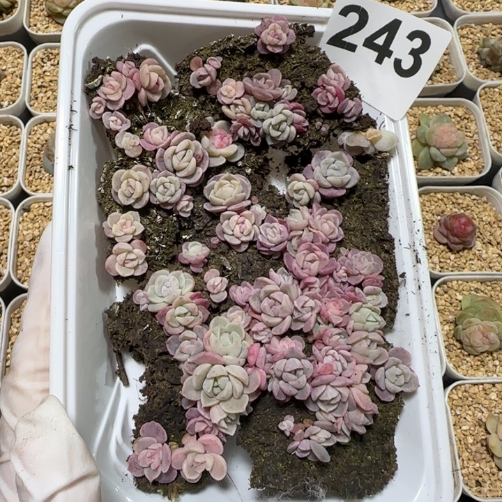 243 号紫心混种播苗一盒