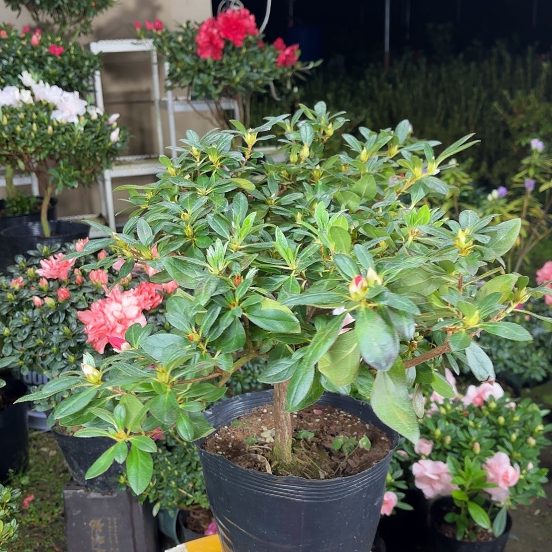 渺***辰大部分花苞少量开放