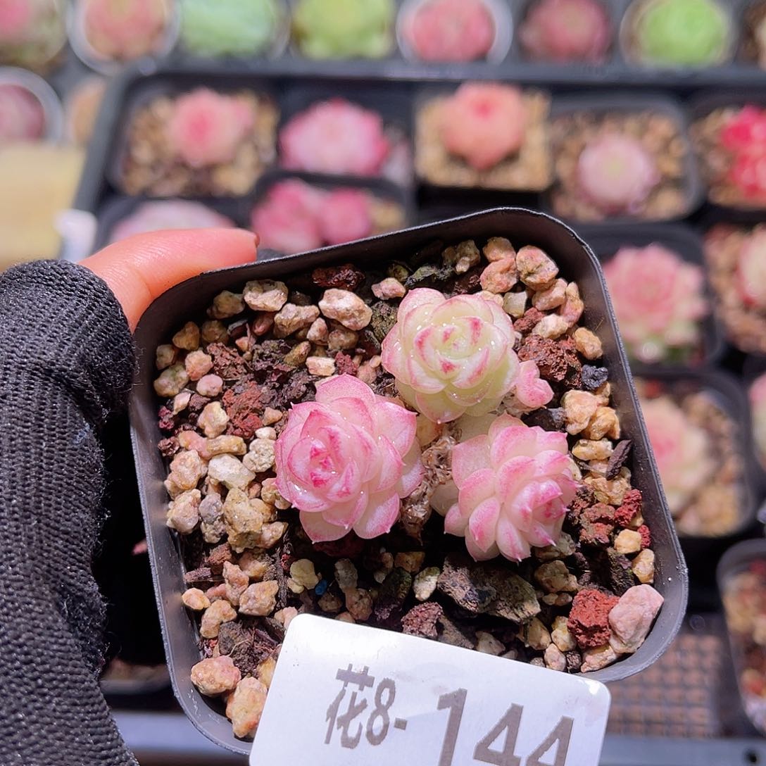 花08-144白天鹅三头