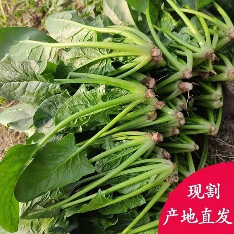 甘肃露天现挖菠菜4斤现挖新鲜