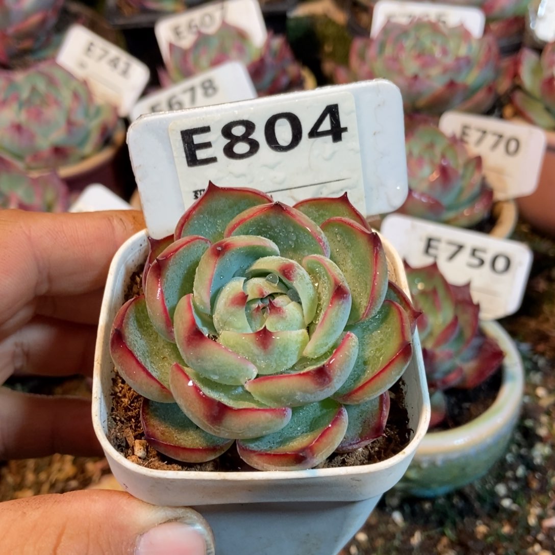 惊鸿一瞥804号多肉