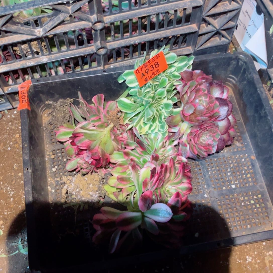 组合938多肉植物