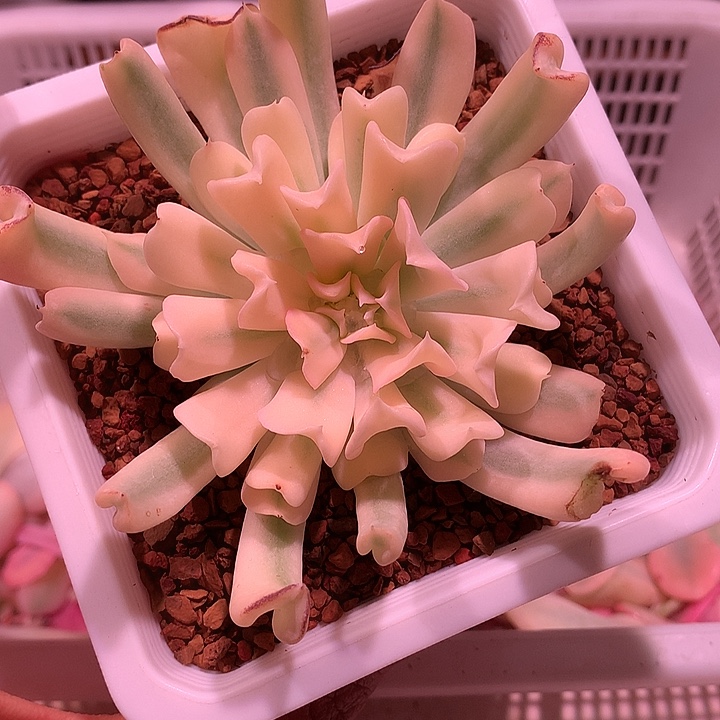 特玉莲锦锦锦锦锦锦