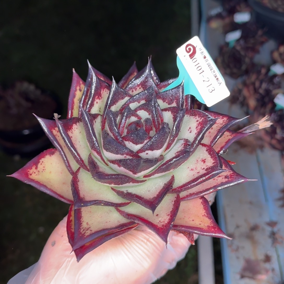 从前慢花园多肉编号0101-213