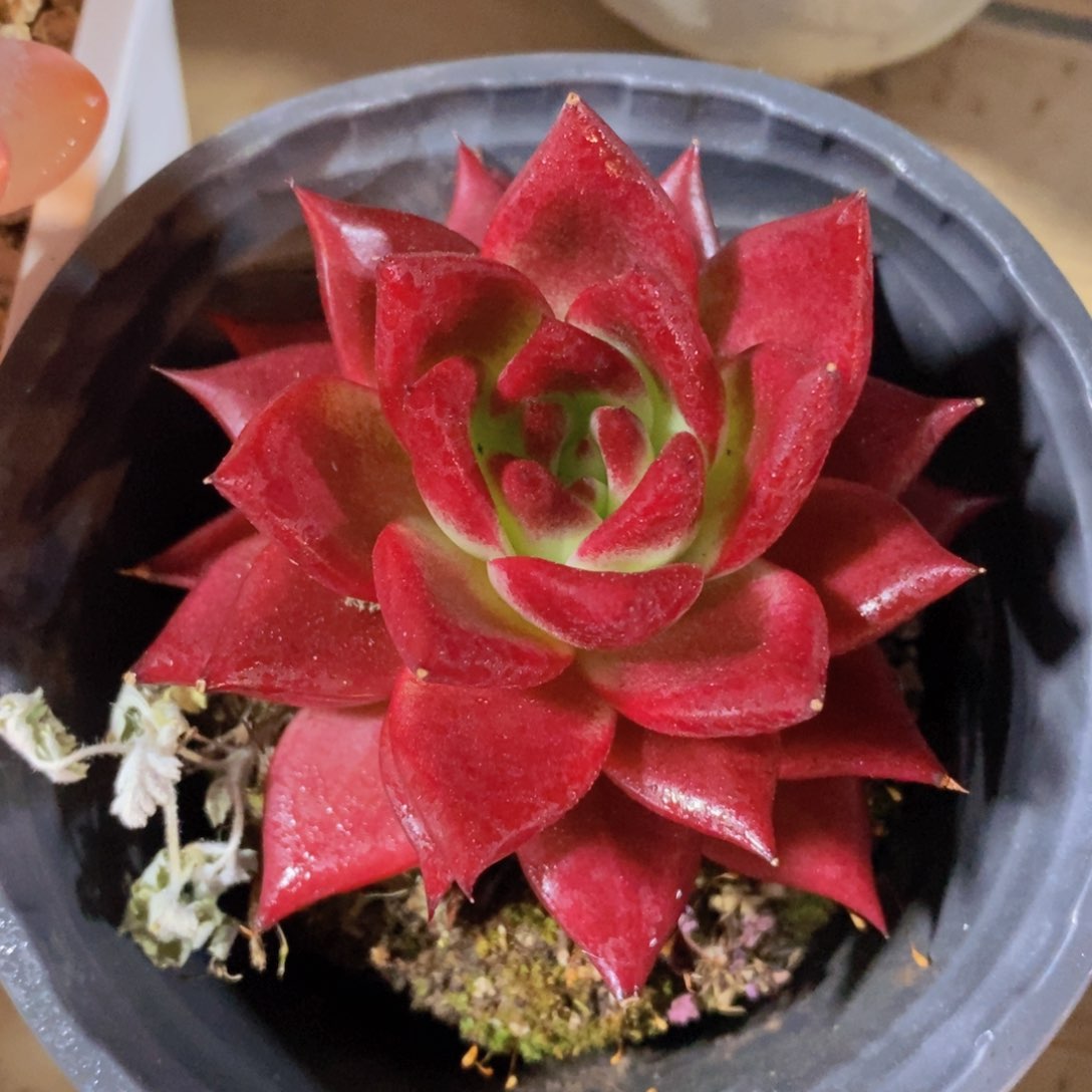 一物一拍多肉植物满38米包邮，可问主播品种