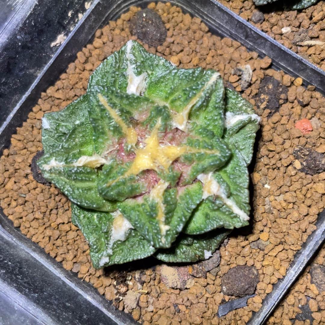 无花朵自根 金毛新顿牡丹 仙人球