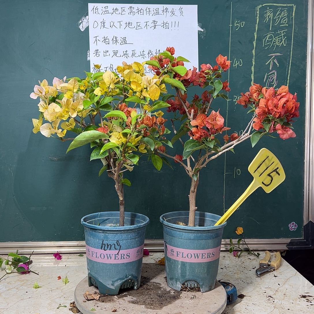 全部花苞下播 黄玫瑰 不甜西瓜 115