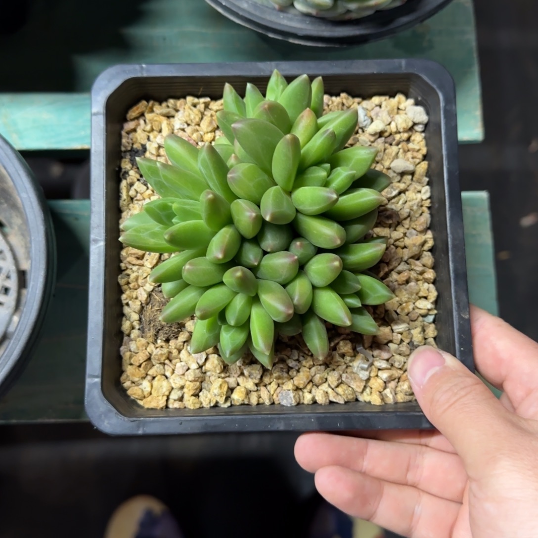 ****花领航员，肉友专拍，发货点延迟