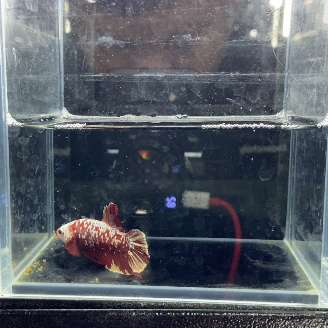 斗鱼包活不包损所见即所得025