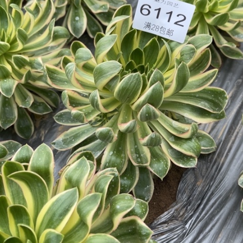 青莲多肉多肉6112