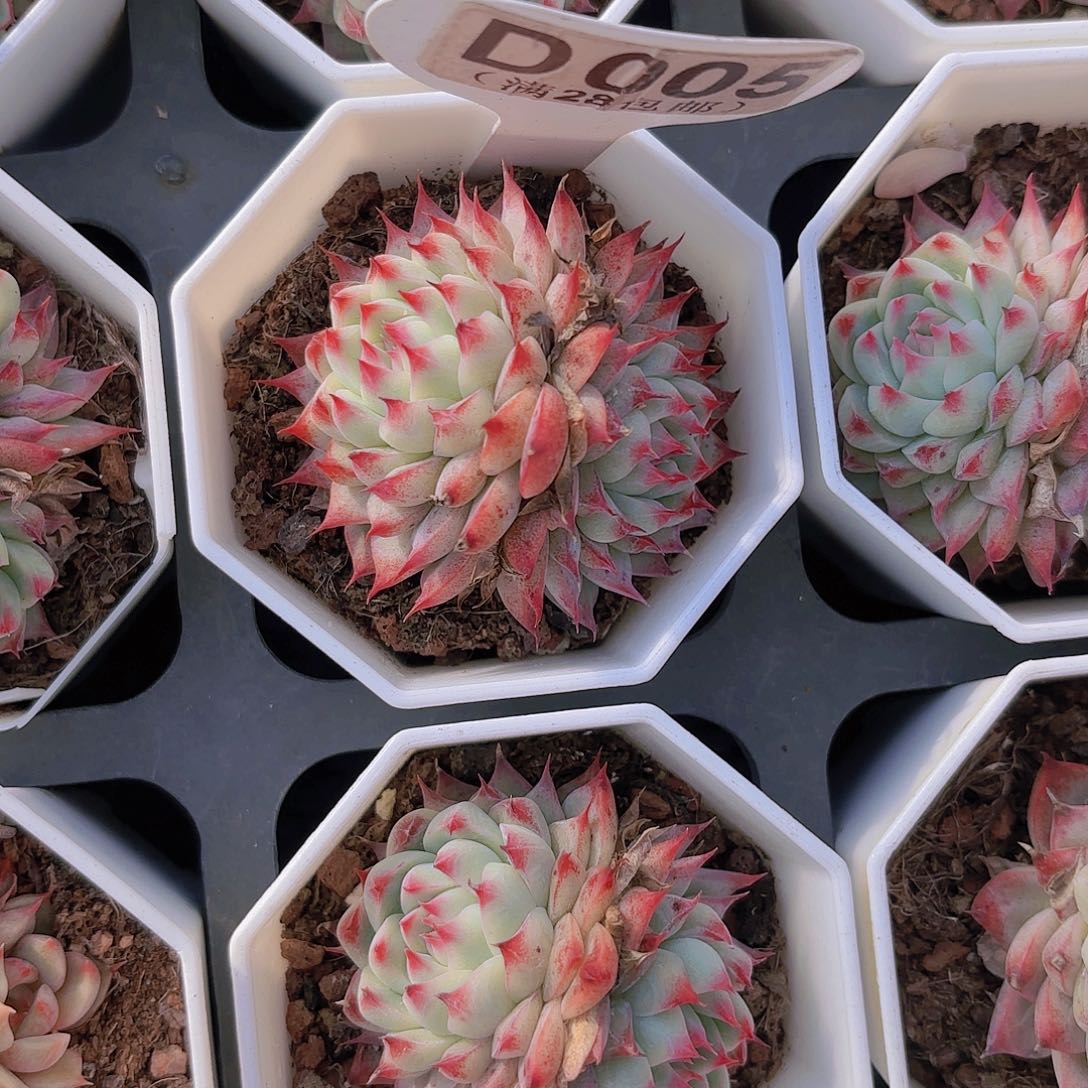 D005扶摇一物一拍