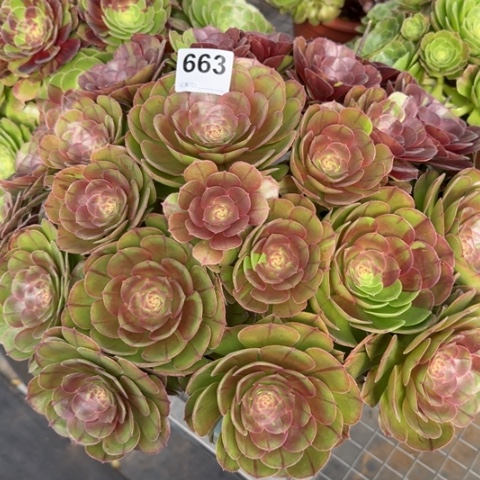 663花月夜35厘米左右