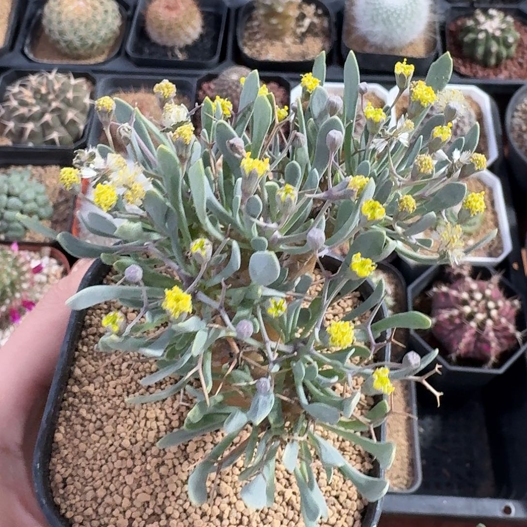 橘***子黑殿厚墩菊123456