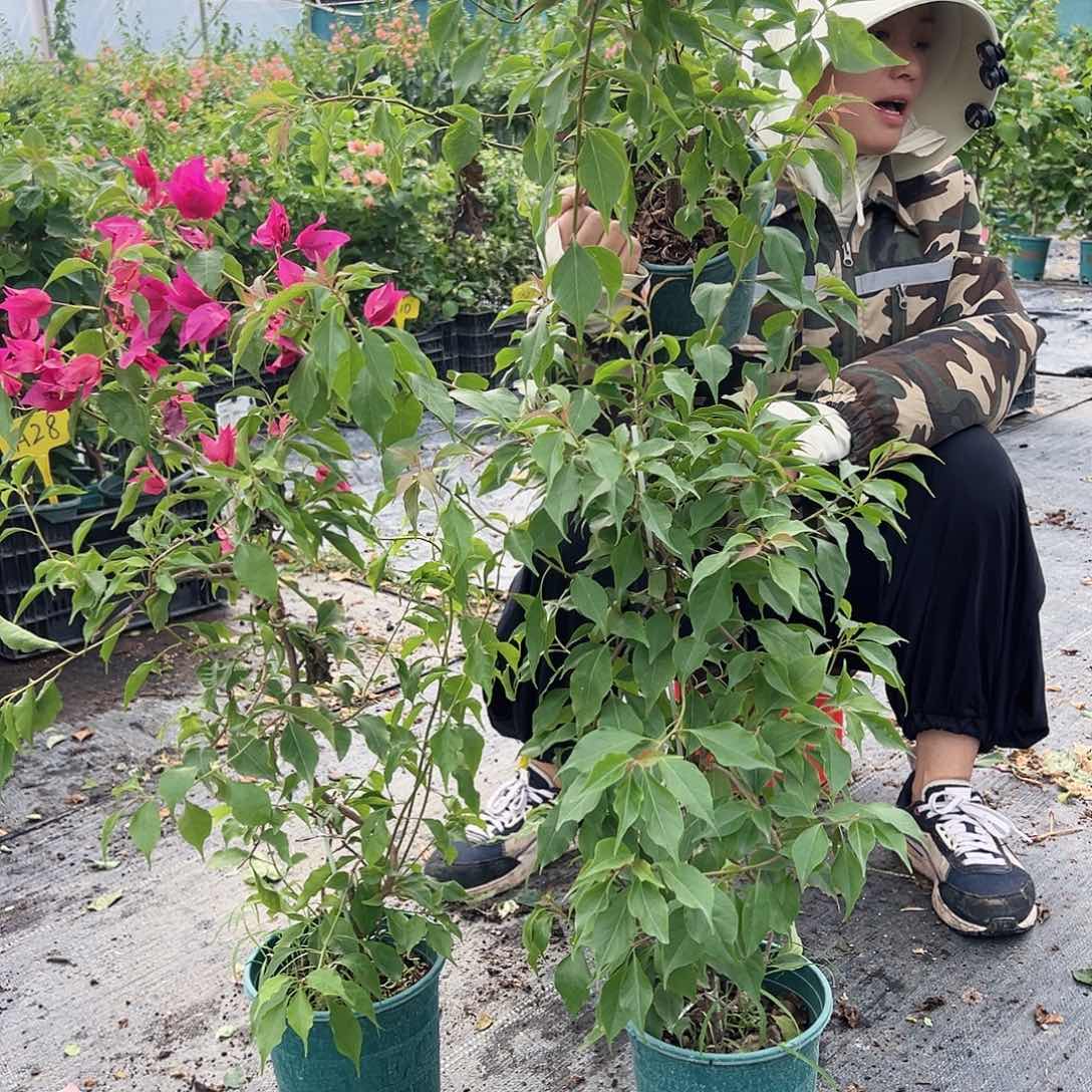 当前无花栽培后可以开花酒红桑巴一棵