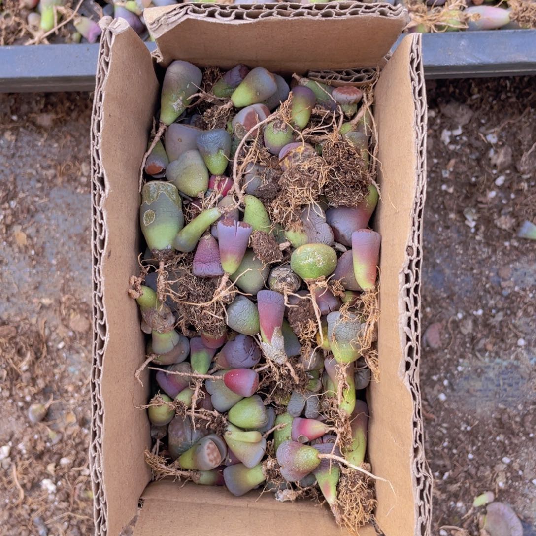 一箱混搭88888888888