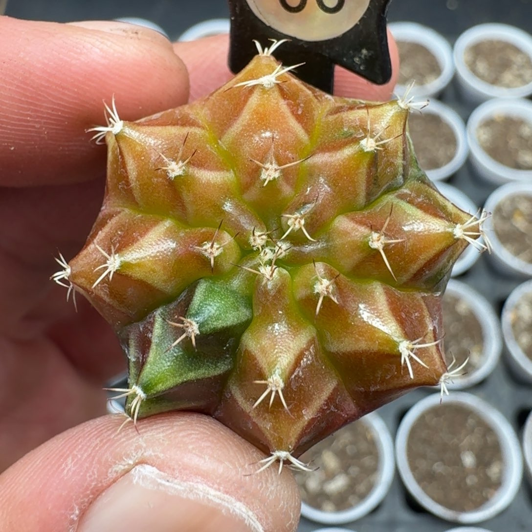 用***0米哈实生自然锦泰国轮回冰球66