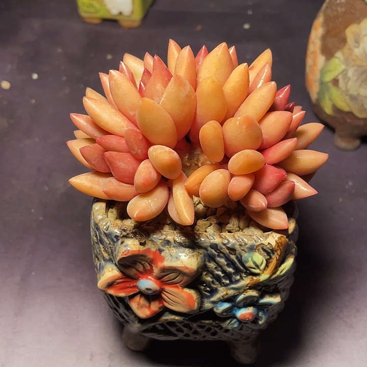 多肉植物桃花缘多肉