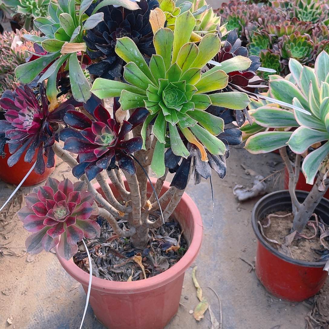 380嫁接多肉法师