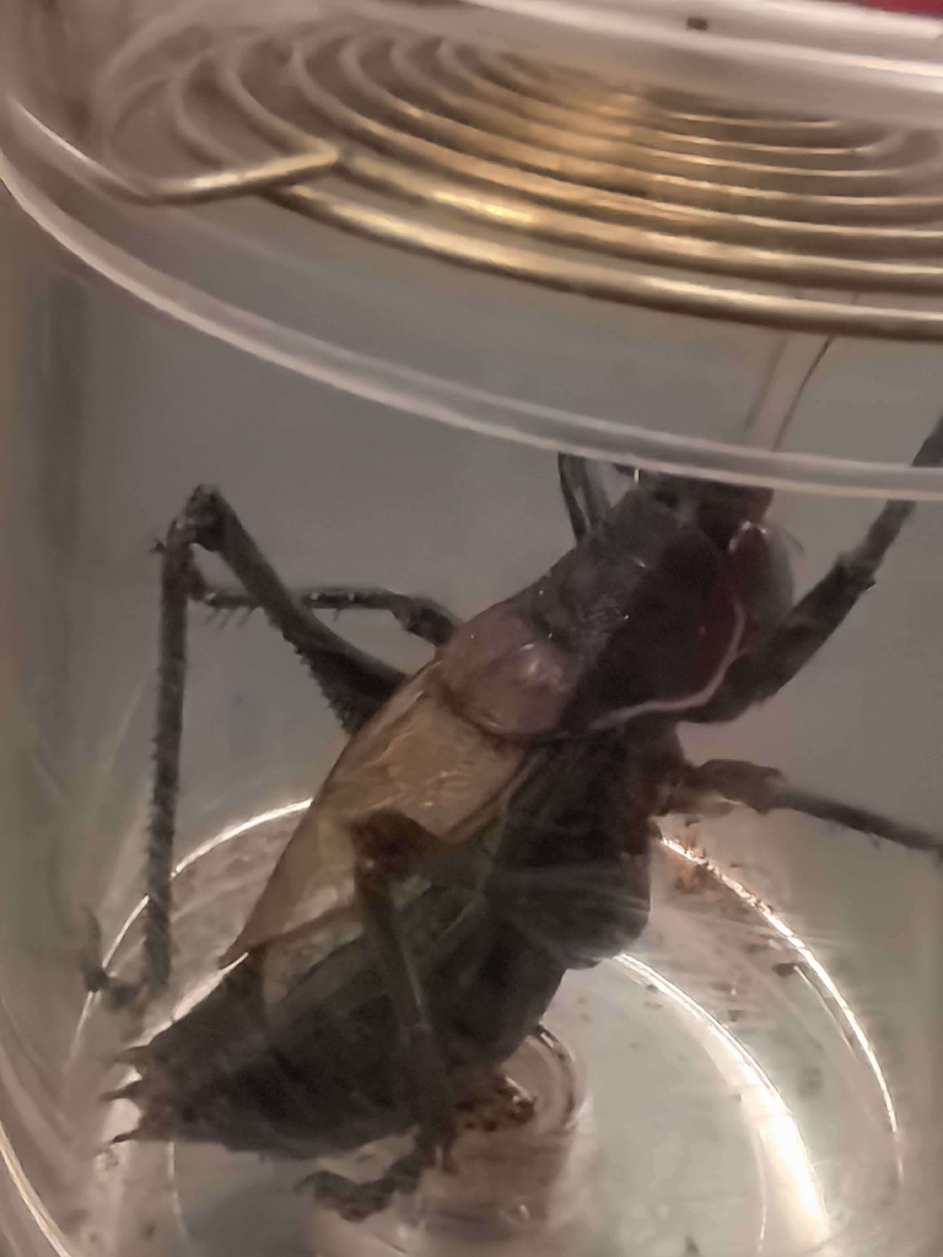 直播间里的蝈蝈 