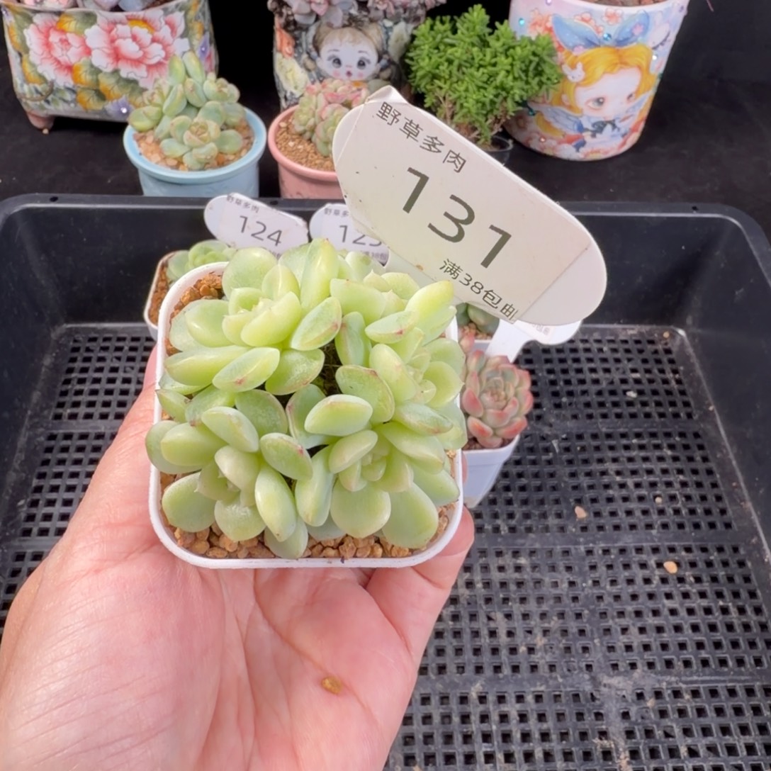 纸鸢五头捧花群131号