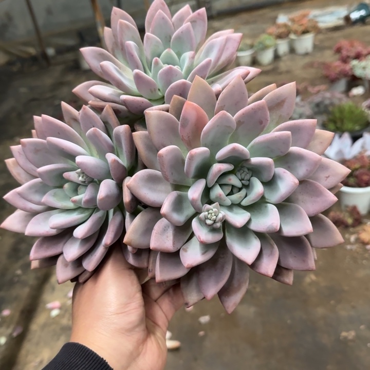 奥普琳娜三大头起老桩