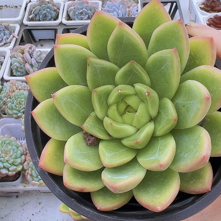 绿珍妮19包邮多肉植物