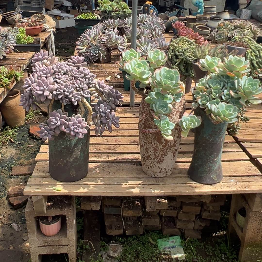 精品桃蛋瀑布加盆加两颗白月光脱土加物流费