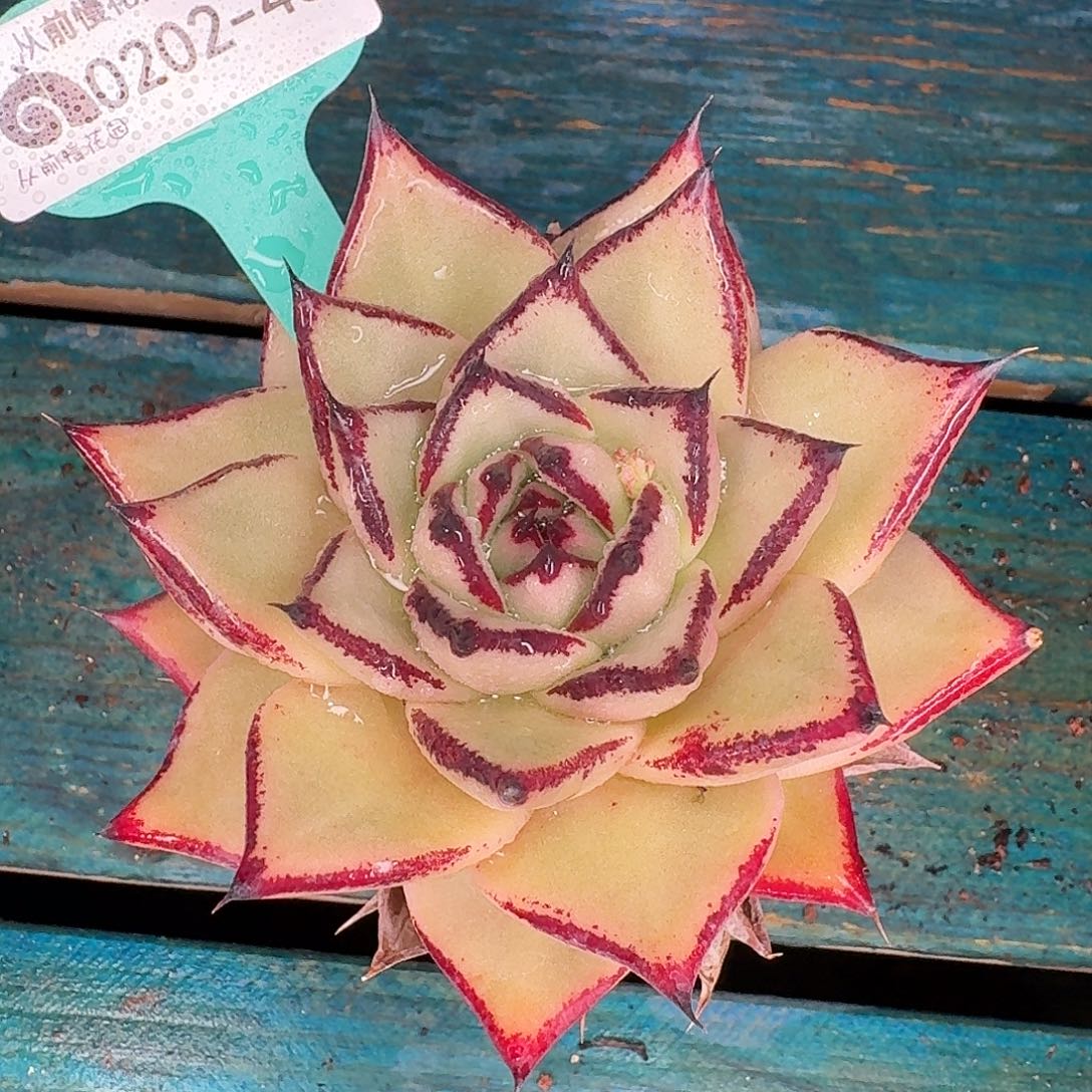 从前慢花园东云系多肉0202-43