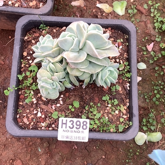 发***子可爱玫瑰缀化398 全场亏本处理退款拉黑7-8天发货