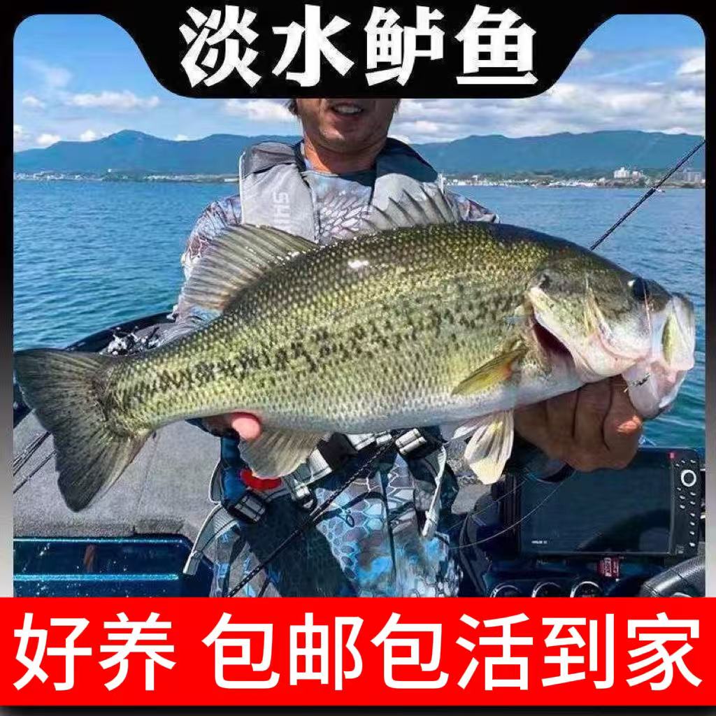 【水族活体】观赏鲈鱼  宠物观赏