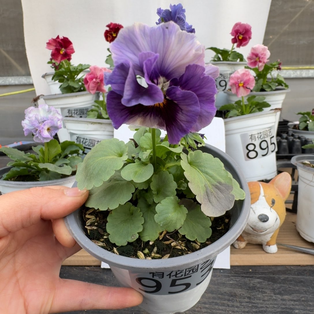 无花朵953号角堇