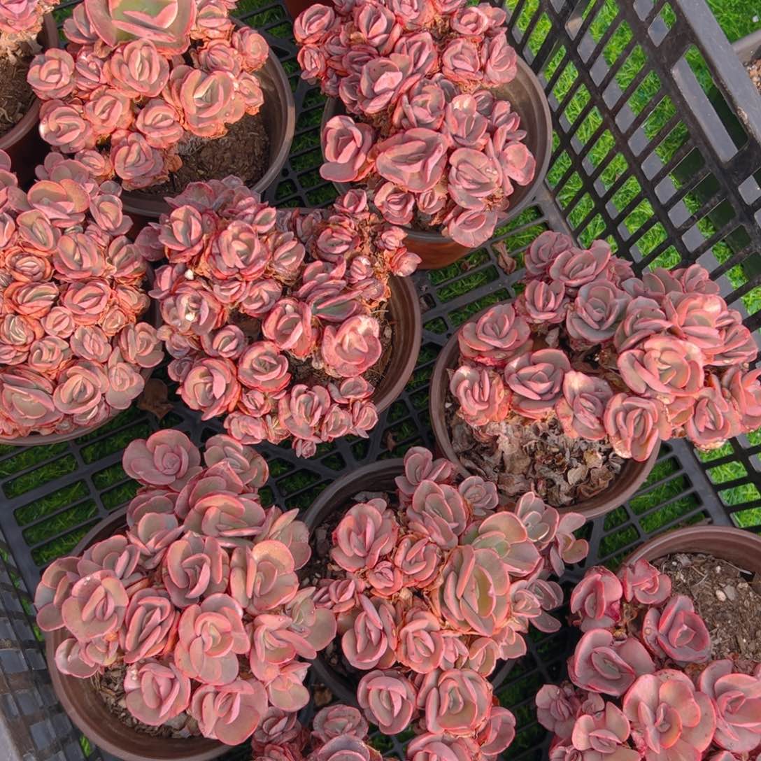 秀妍多肉，满18包邮