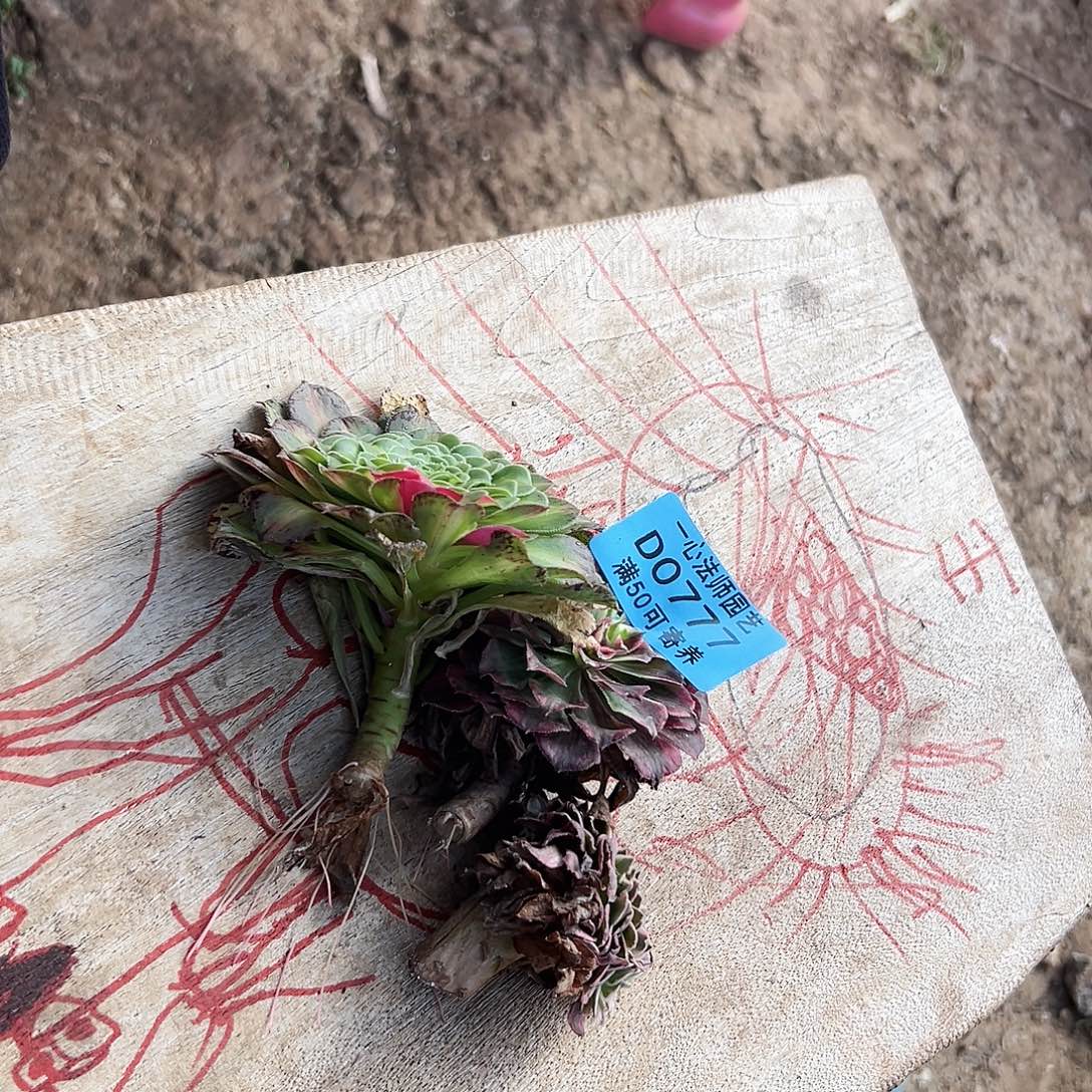 777三个多肉植物，多肉