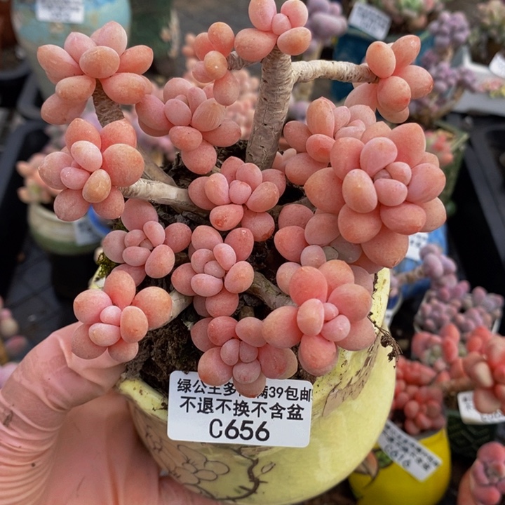 鱼子酱老桩10cm656多肉植物