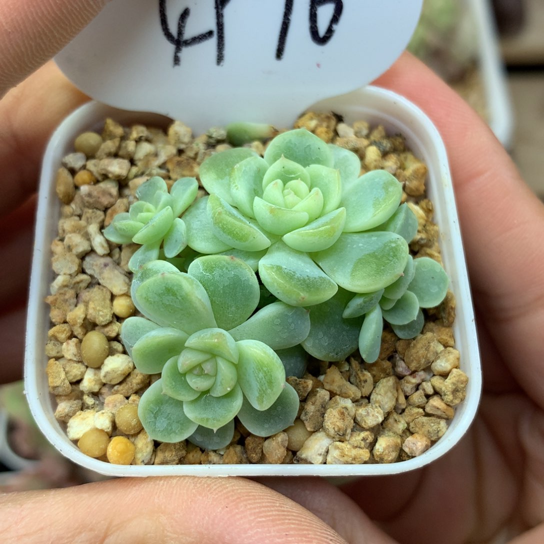 4+2纸鸢群多肉4976