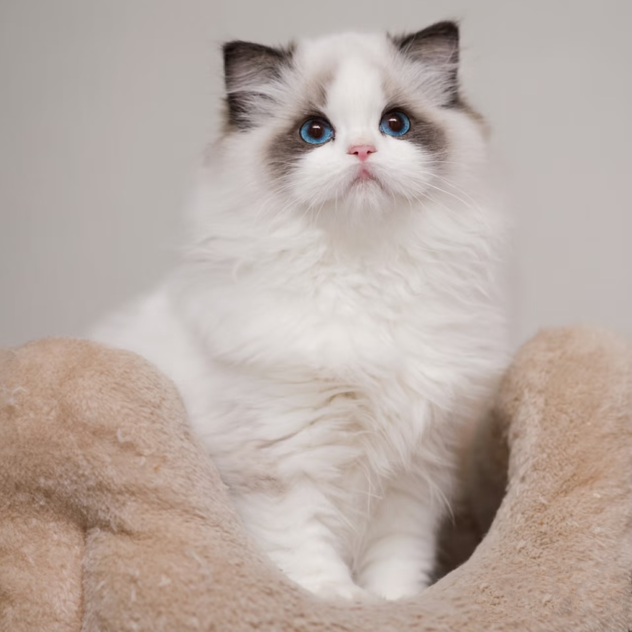 （婉婉家）T高端精品金加白 三花 渐层猫咪猫猫活体