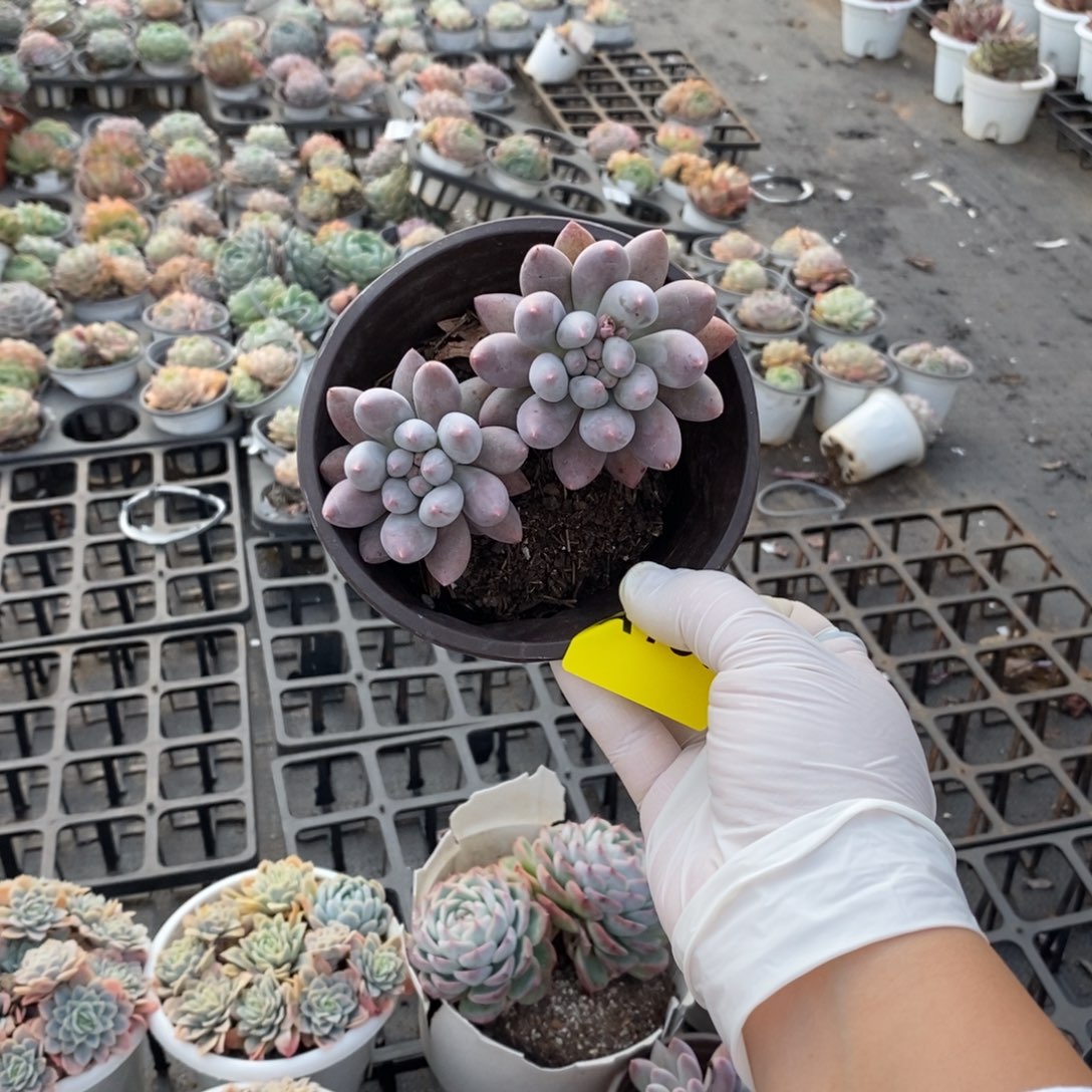 133所罗门一物一拍